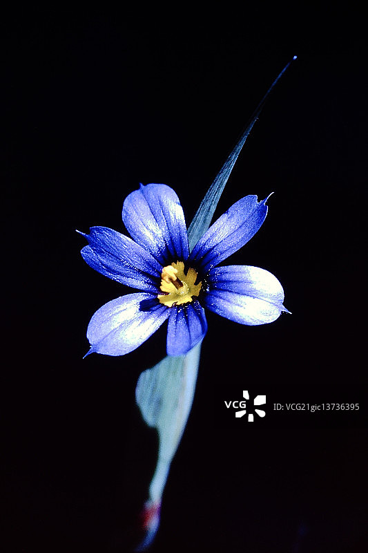 蓝眼草图片素材