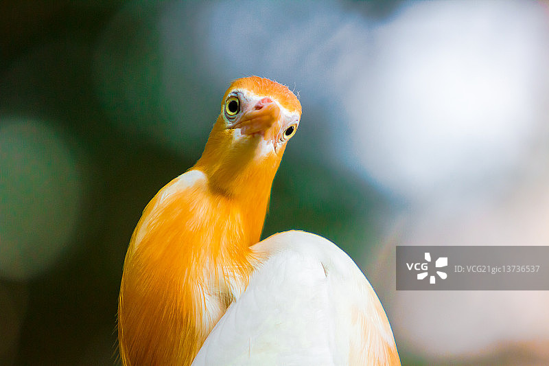 吉隆坡飞禽公园图片素材