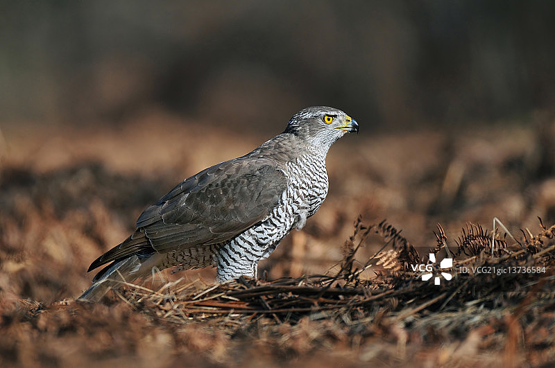 北 goshawk图片素材