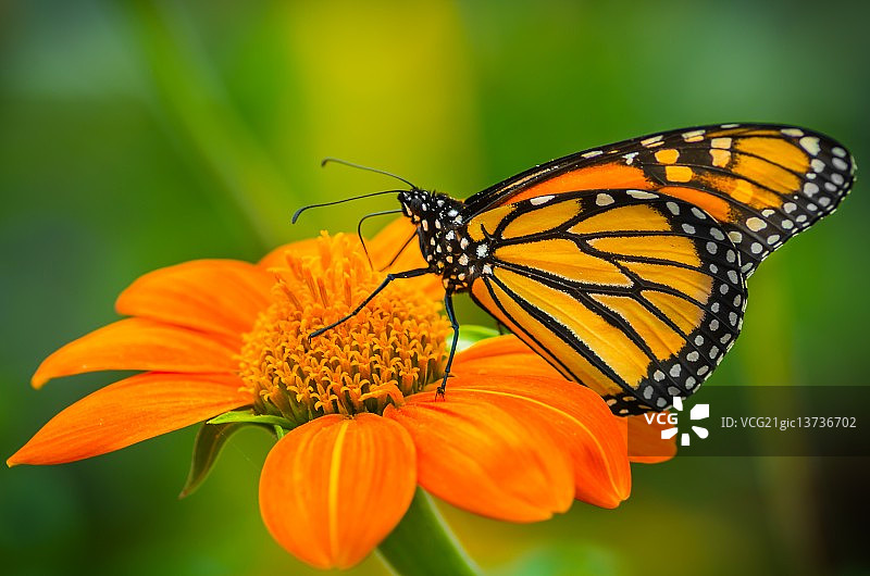 黑脉金斑蝶图片素材