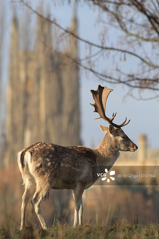 小鹿图片素材