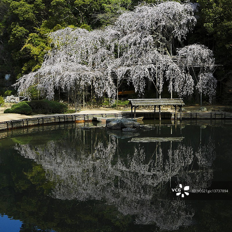 哭泣的樱桃树图片素材