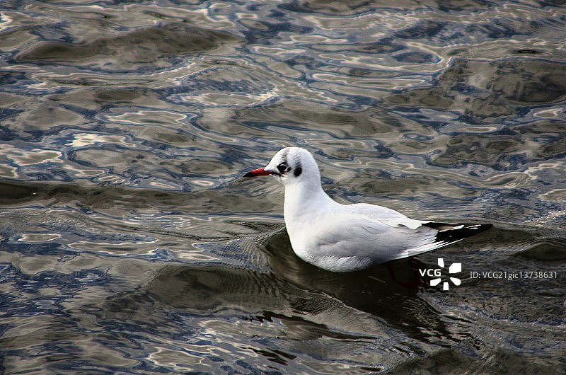 休息中的燕鸥图片素材