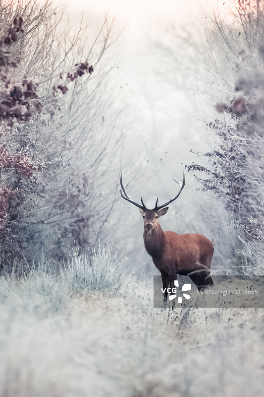 冷冻拍立得图片素材