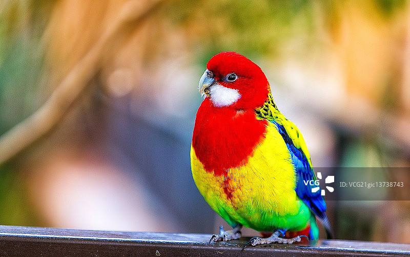 东玫瑰鹦鹉图片素材