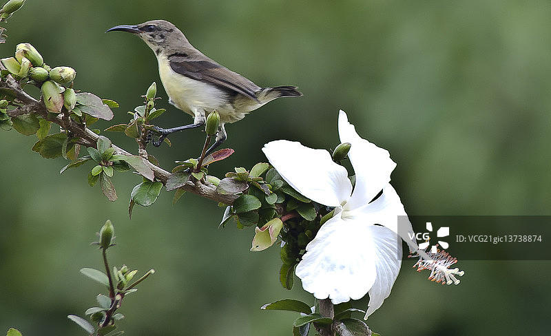 紫色的太阳鸟图片素材