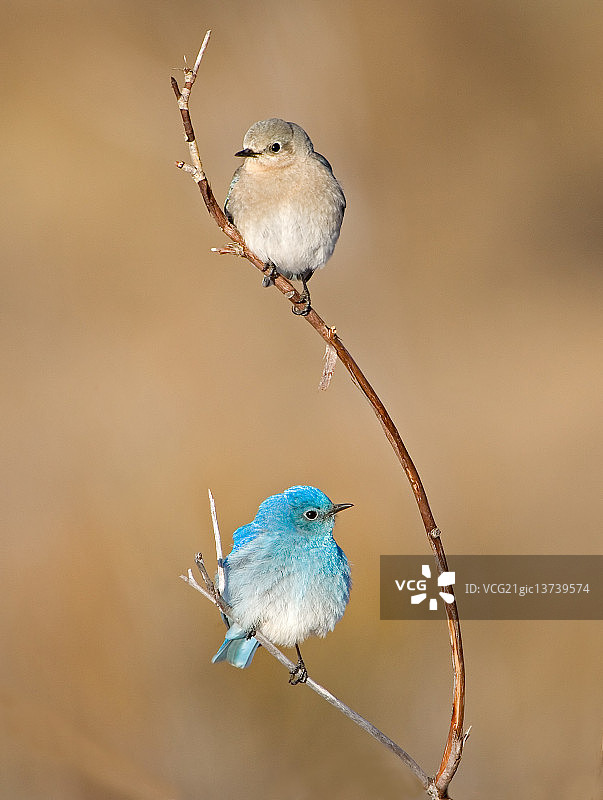 山蓝鸲图片素材