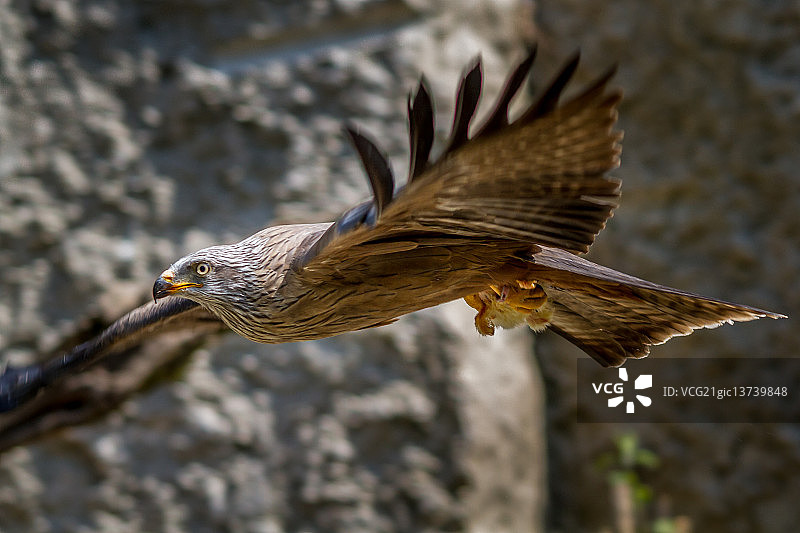 红色的风筝图片素材