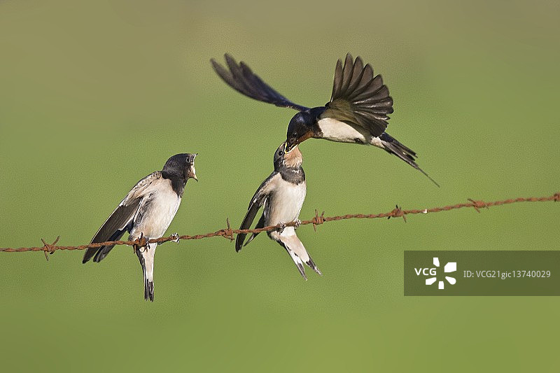 谷仓燕子图片素材