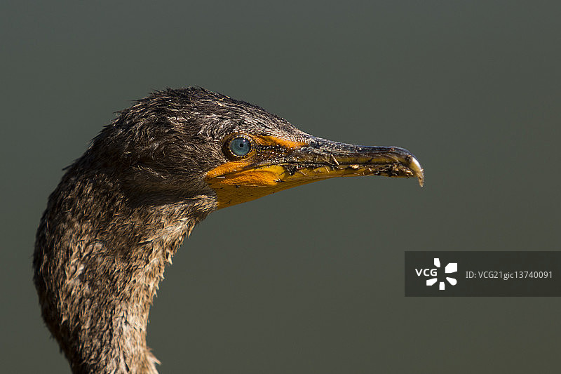 美洲蛇鸟的眼睛图片素材