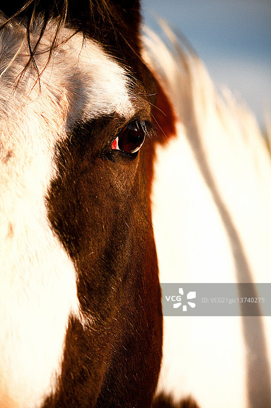 白色马特写图片素材