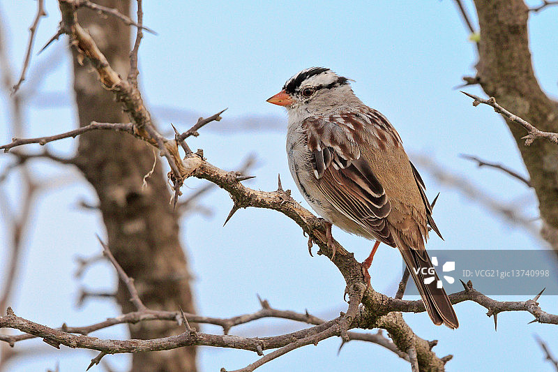 白头鹀图片素材