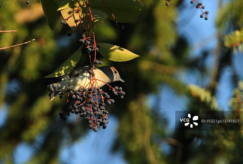 悬挂着的黑顶雀图片素材
