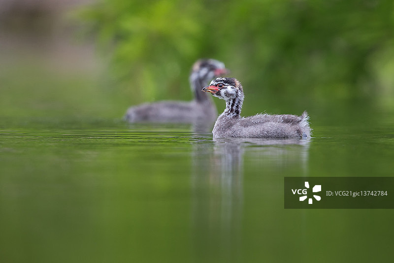 小䴙䴘雏鸟图片素材