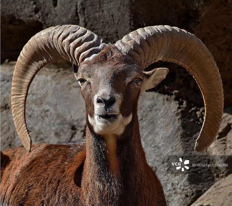 大角羊图片素材