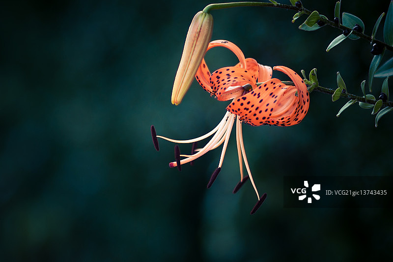 虎皮百合图片素材