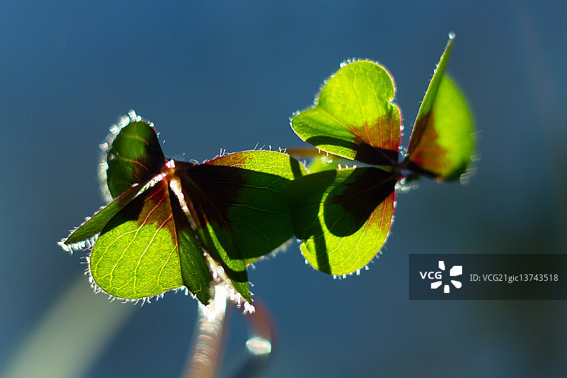 幸运的三叶草图片素材