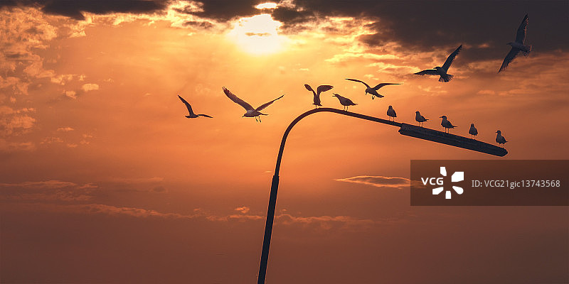 70年代的海鸥图片素材