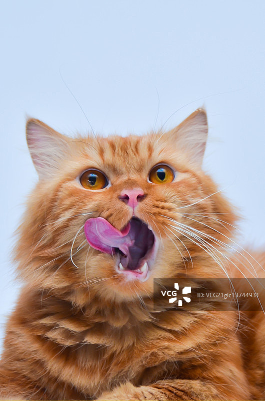 波斯猫图片素材