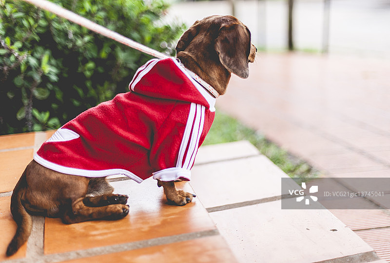 准备好去散步了...图片素材