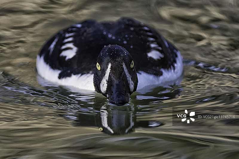 巴罗金眼鸭图片素材