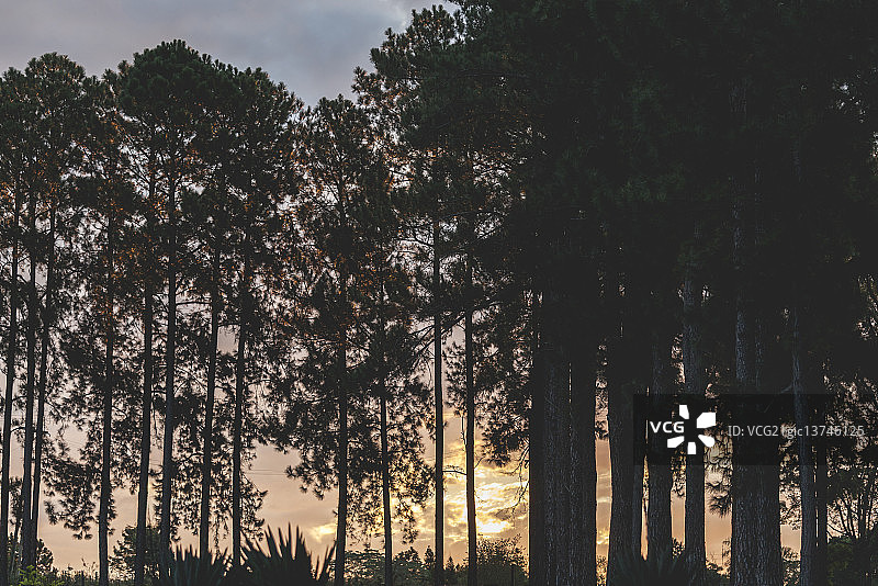 松树后的日落图片素材