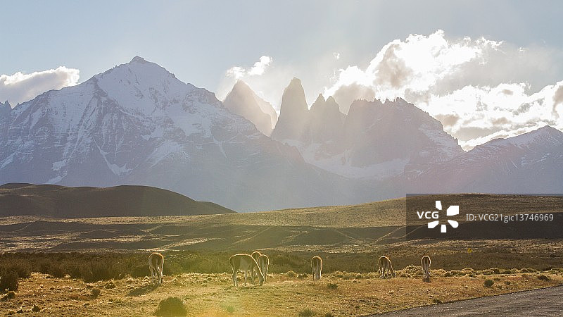 Guanaco的梦图片素材