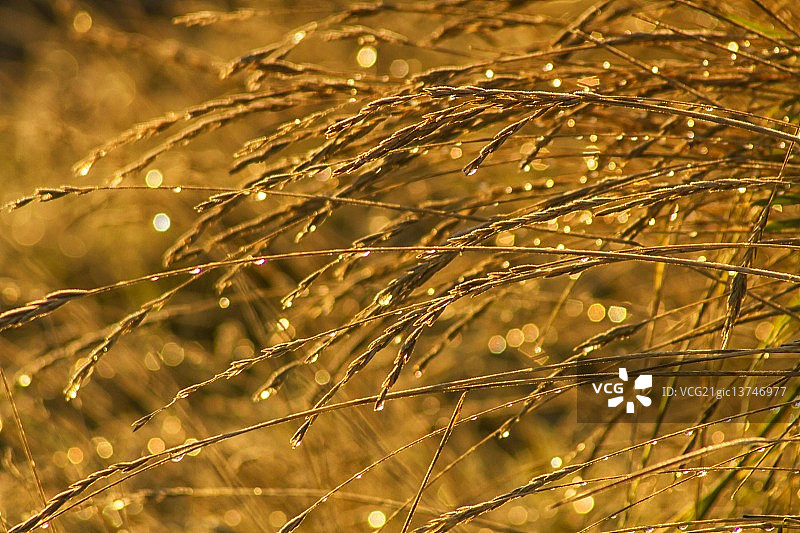 闪闪发光的谷物图片素材