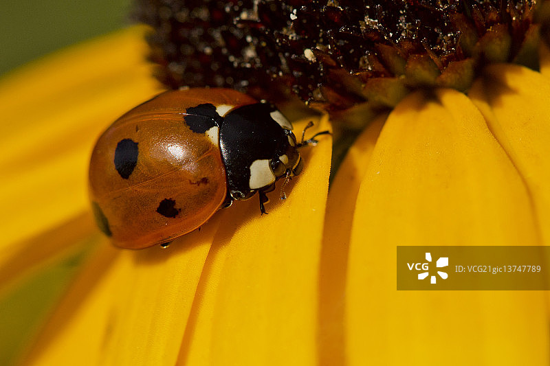 Lucie Gagnon摄影作品图片素材