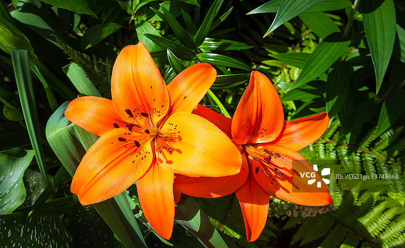 虎皮百合图片素材