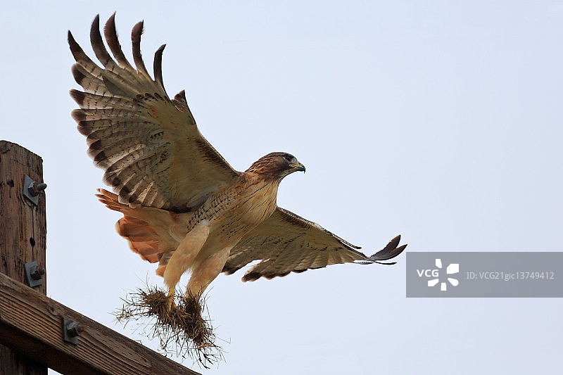 红尾鹰图片素材