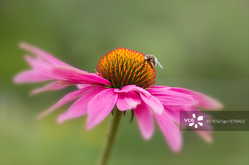 紫锥菊紫竹图片素材