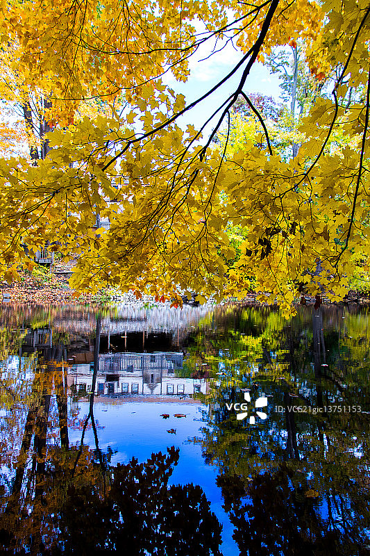 红雪松美景图片素材