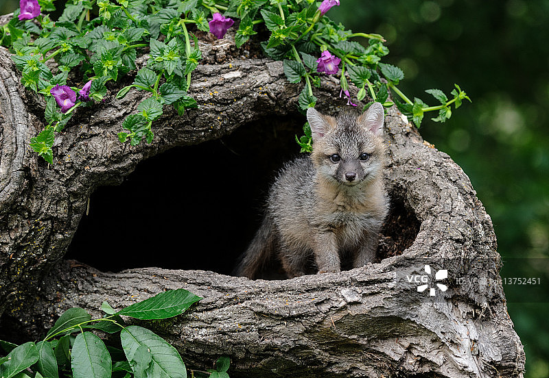 你好世界 - 灰狐幼崽 (c)图片素材