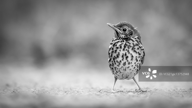 欧歌鸫图片素材