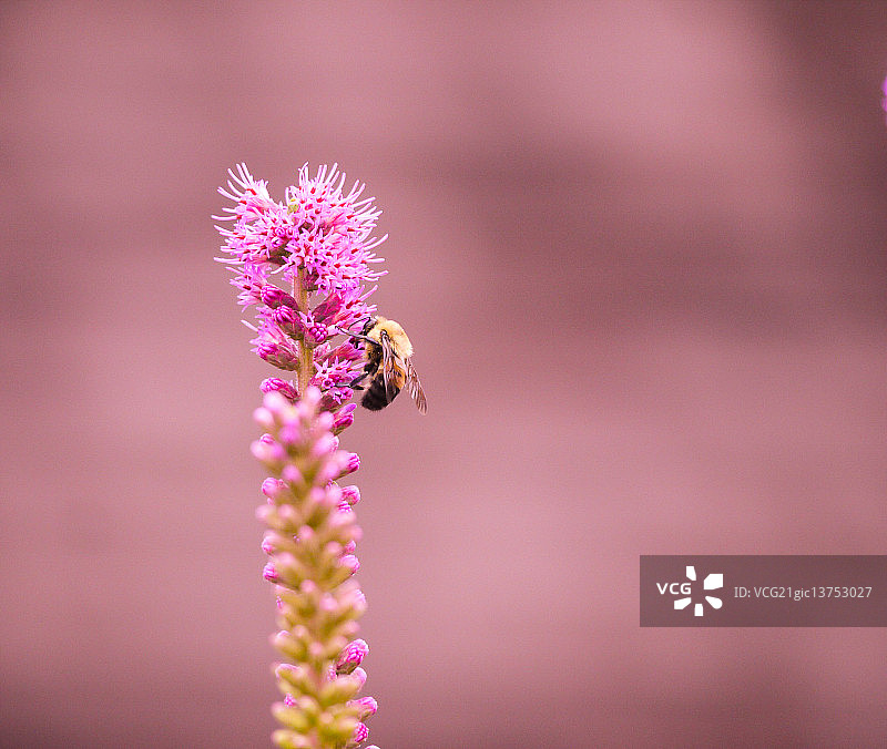 粉色草原火焰图片素材