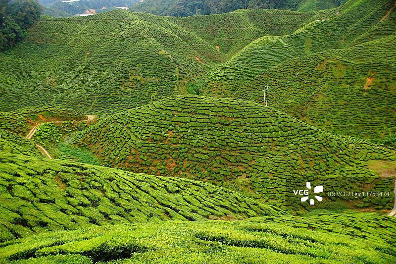 金马仑高原茶园图片素材