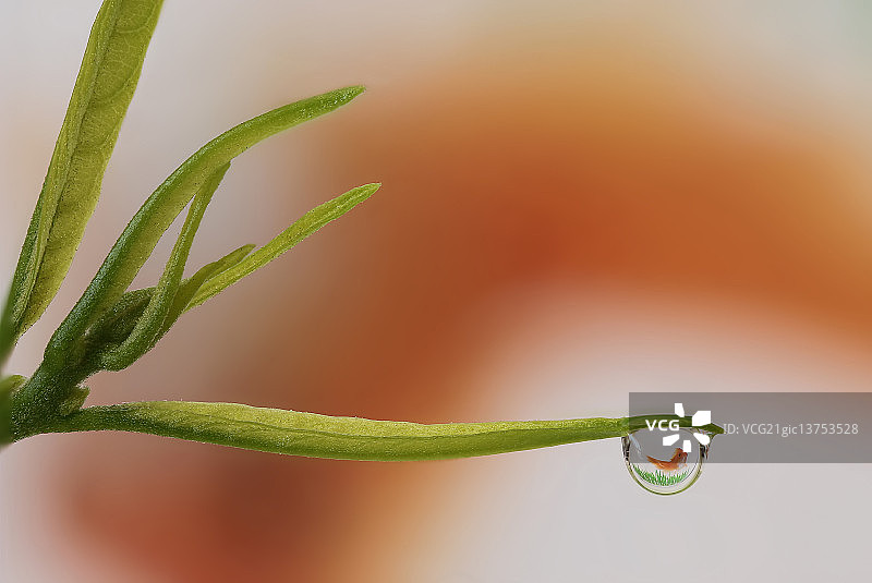 水滴中的鱼 - 焦点堆叠图片素材