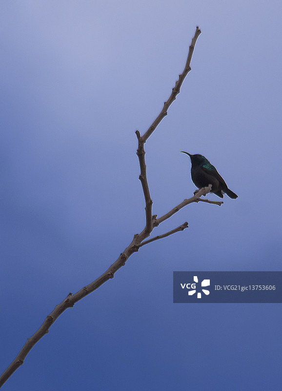 蜂鸟栖息图片素材