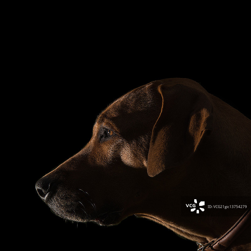 罗德西亚脊背犬头部图片素材