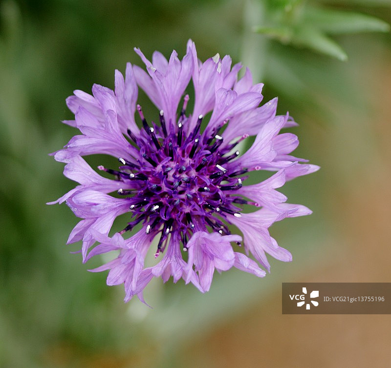 蓝盆花图片素材