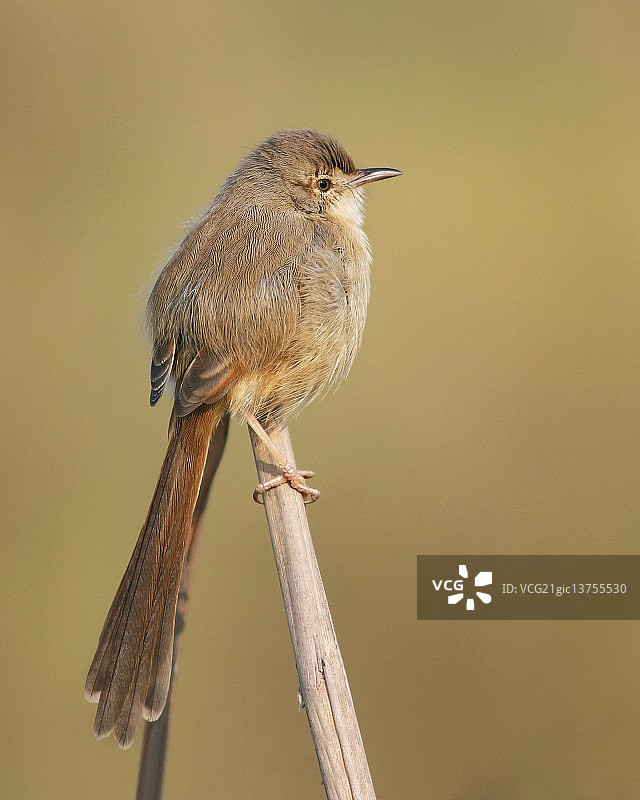 普里尼亚图片素材