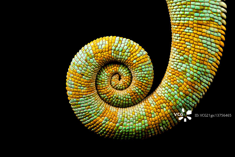 尾巴二图片素材