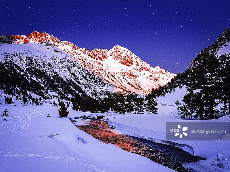 金色比利牛斯山犬图片素材