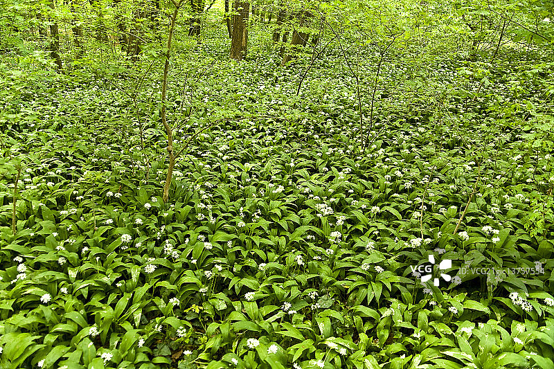 Marie-Louise Titze摄影作品图片素材