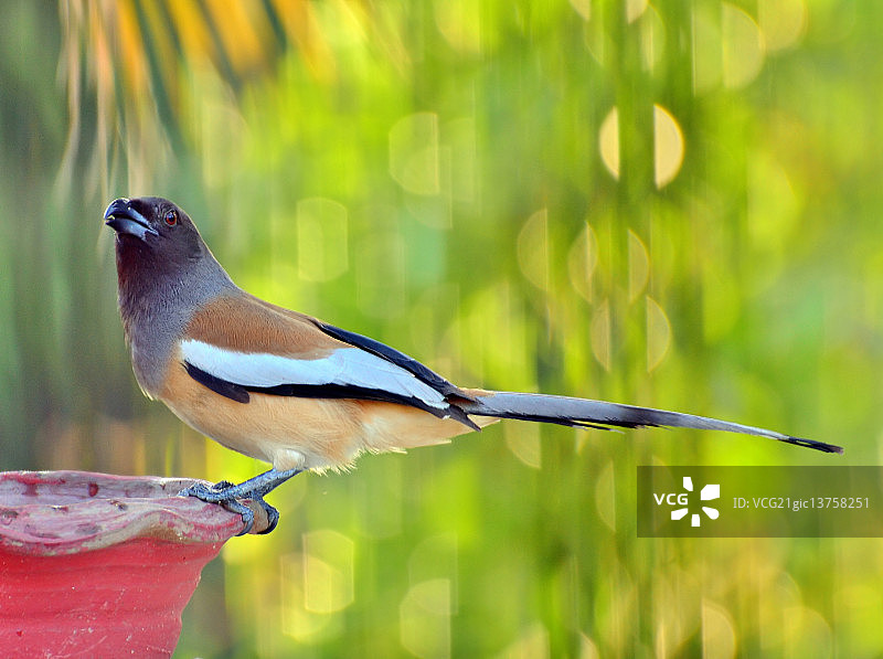 棕腹树鹊图片素材