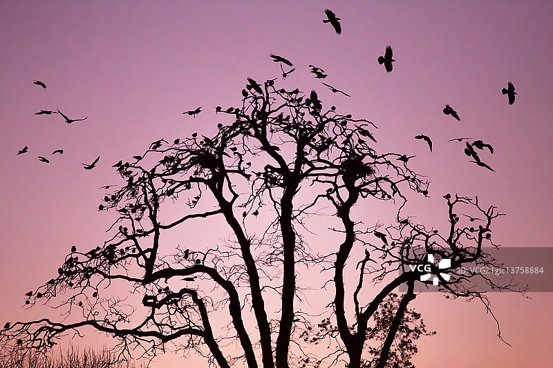 火焰树图片素材