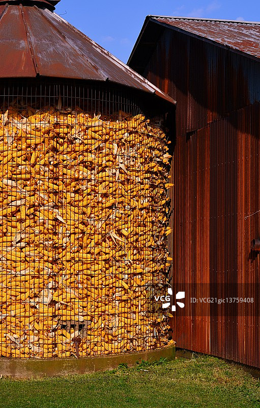 收获玉米的小型筒仓图片素材