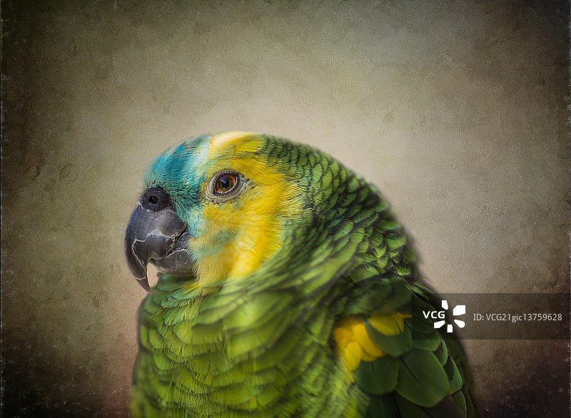蓝额亚马逊鹦鹉图片素材