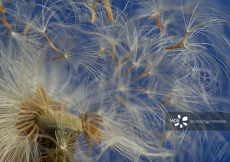 荷兰登海尔德图片素材